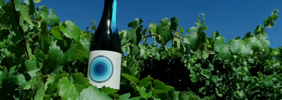 Piccadilly Vineyards 'Piccadilly Circus' Blanc De Blancs