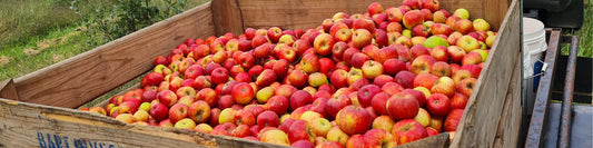 Small Acres Cyder comes of age with a trio of Gold