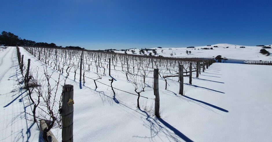 Slow Wine Co release a few new wines