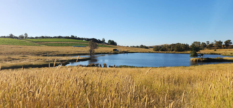 Exciting new sparkling wines from Slow Wine Co.