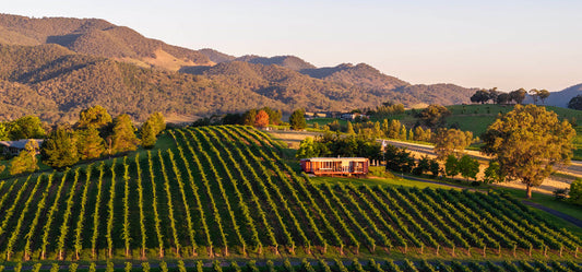 First Ridge release trophy winning 2025 whites